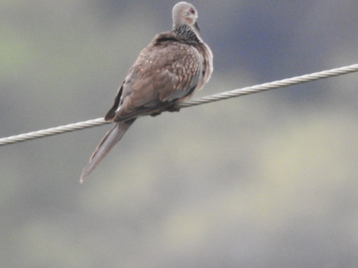 Spotted Dove - ML158453291