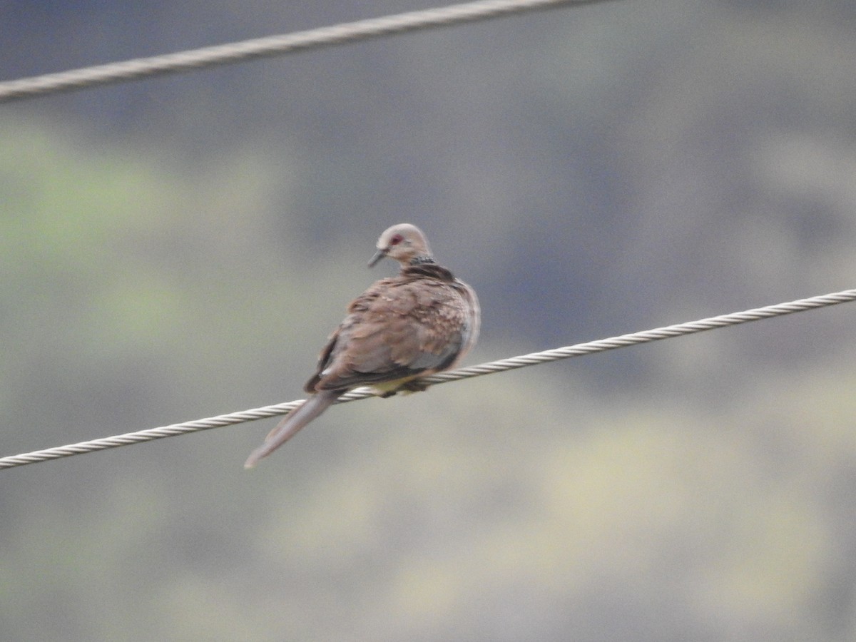 Spotted Dove - ML158453301