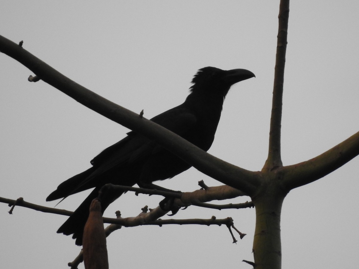 Large-billed Crow - ML158453761