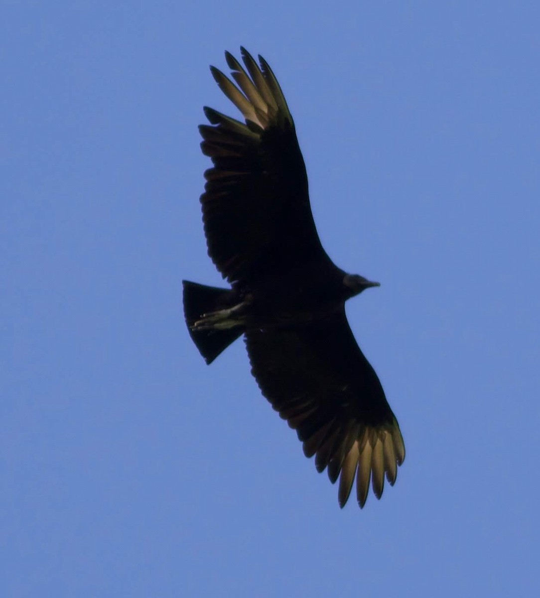 Black Vulture - ML158455161