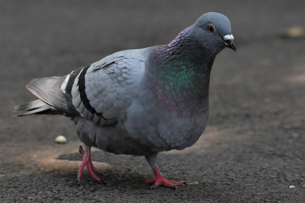 Rock Pigeon (Feral Pigeon) - ML158455221