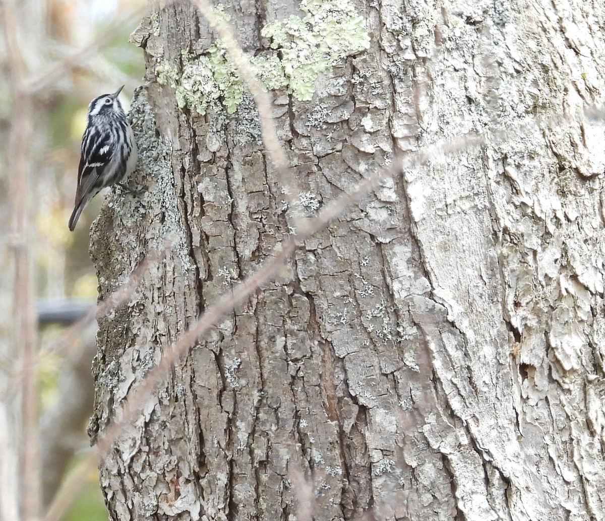 Black-and-white Warbler - ML158466221