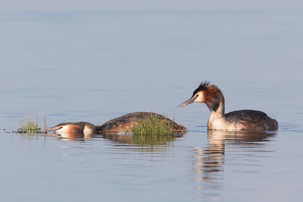 Great Crested Grebe - ML158466441