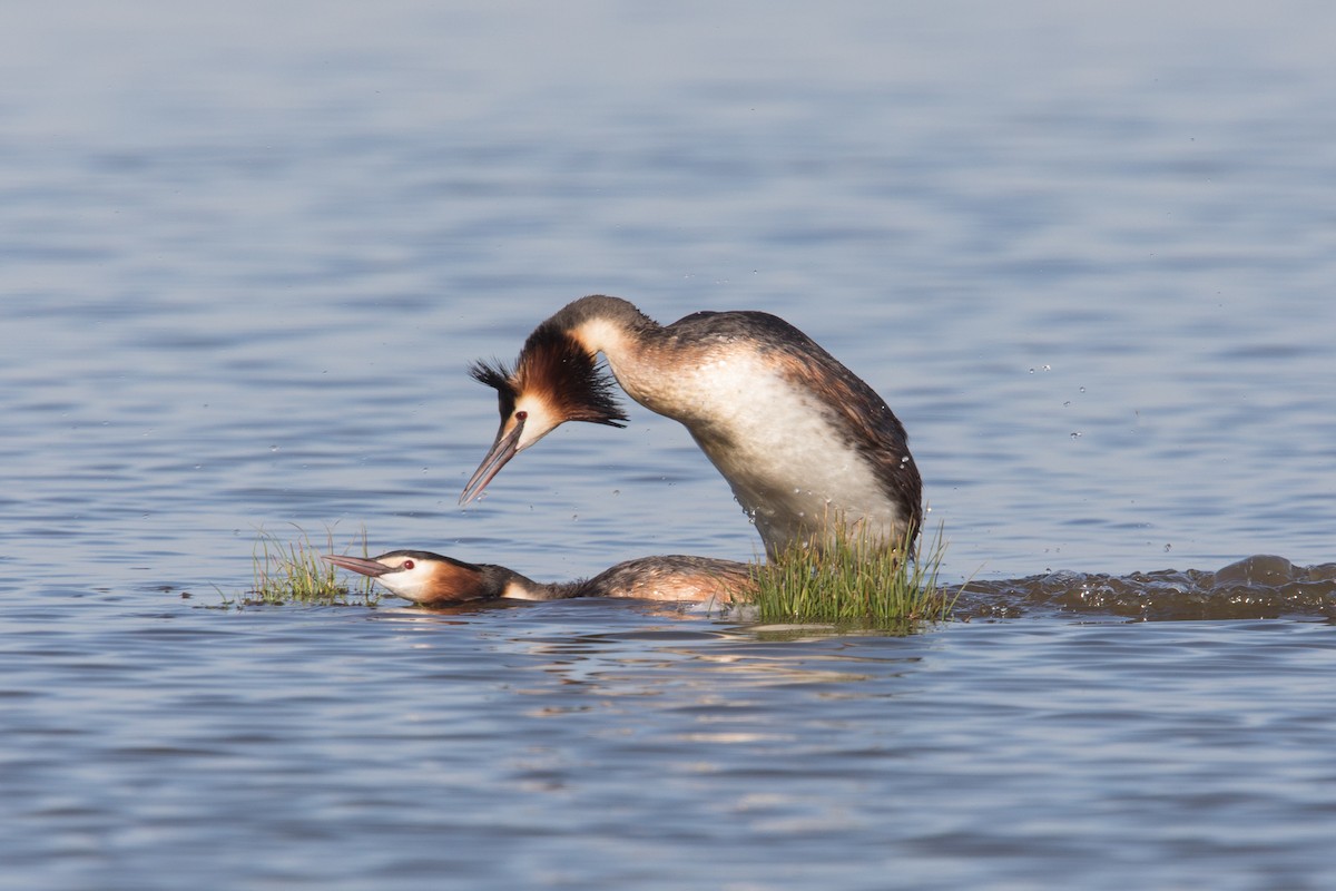 Great Crested Grebe - ML158466451