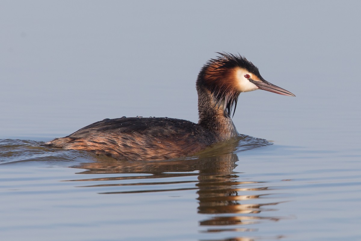 Great Crested Grebe - Clive Temple