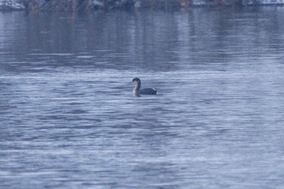 Red-necked Grebe - ML158469971