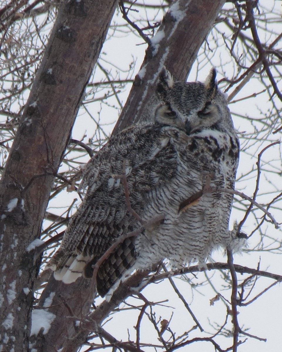 Great Horned Owl - ML158473421