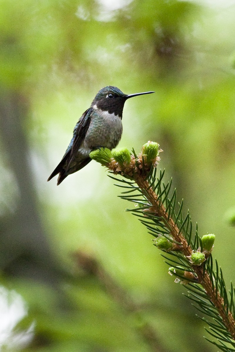 Ruby-throated Hummingbird - Gordon Dimmig