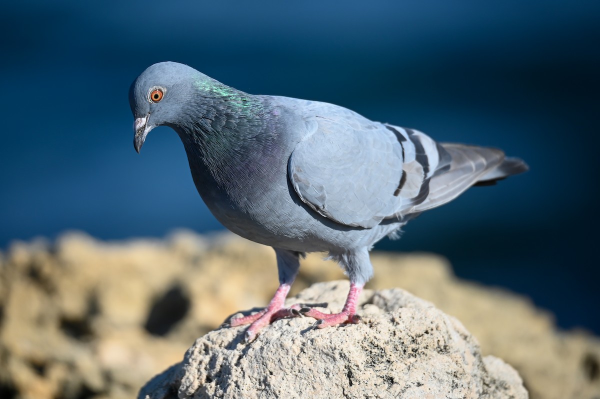Rock Pigeon (Feral Pigeon) - Geoffrey Groom