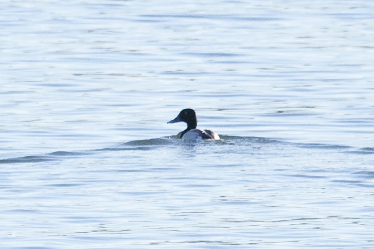 Greater Scaup - ML158475511