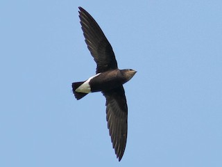  - Silver-backed Needletail