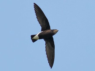 Silver-backed Needletail - Hirundapus cochinchinensis - Birds of the World