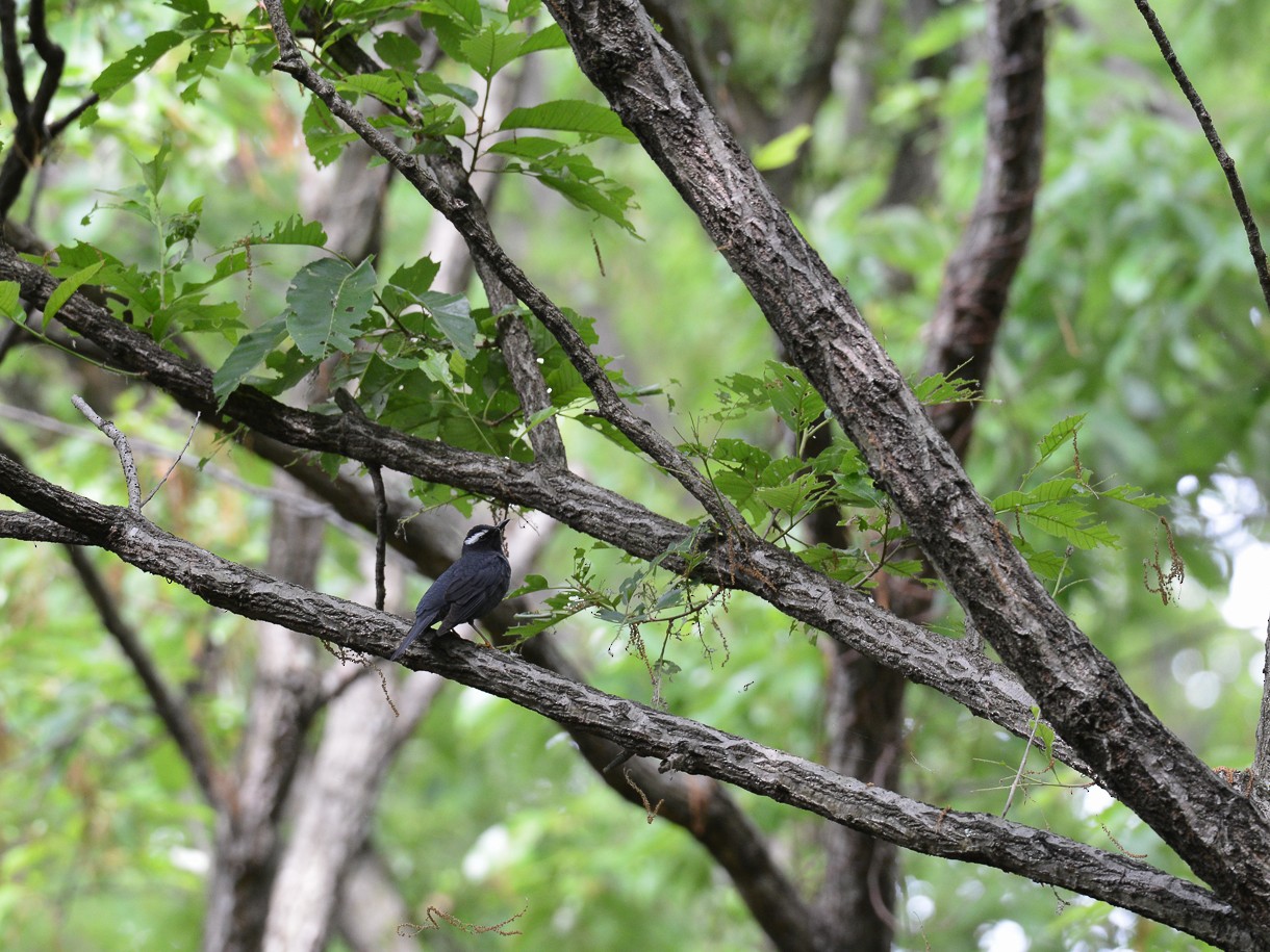 Siberian Thrush - Henrik Thorlund