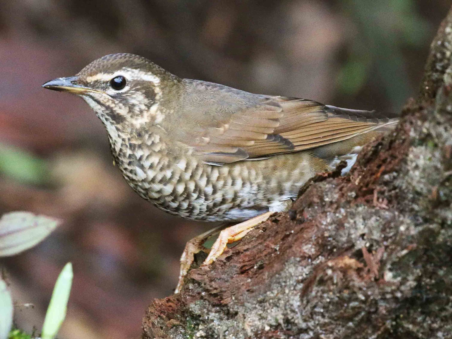 Siberian Thrush - Neoh Hor Kee