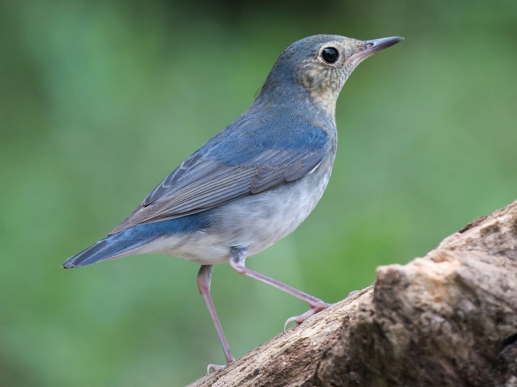 Blue Robin Bird