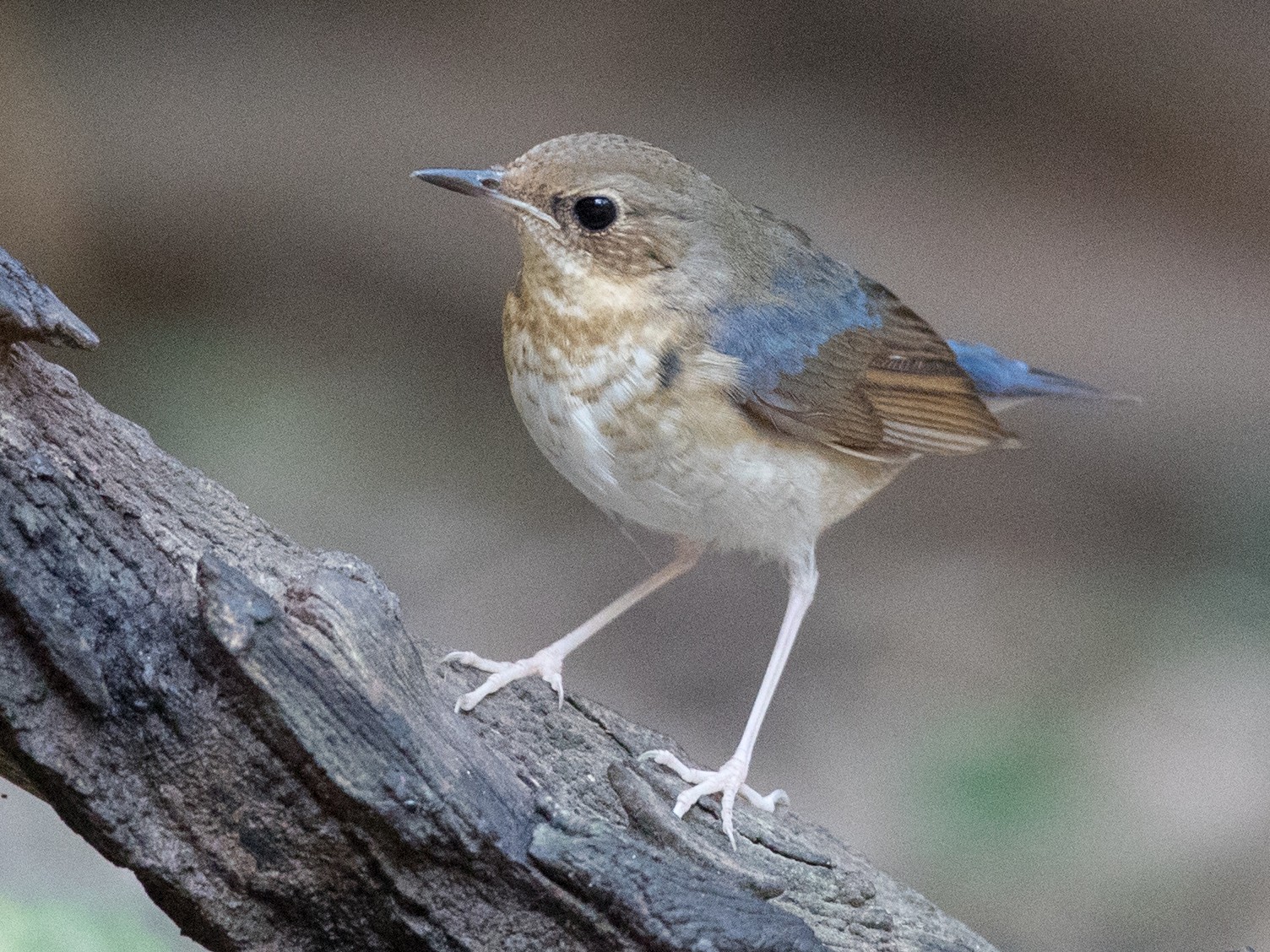 Siberian Blue Robin - Ian Davies