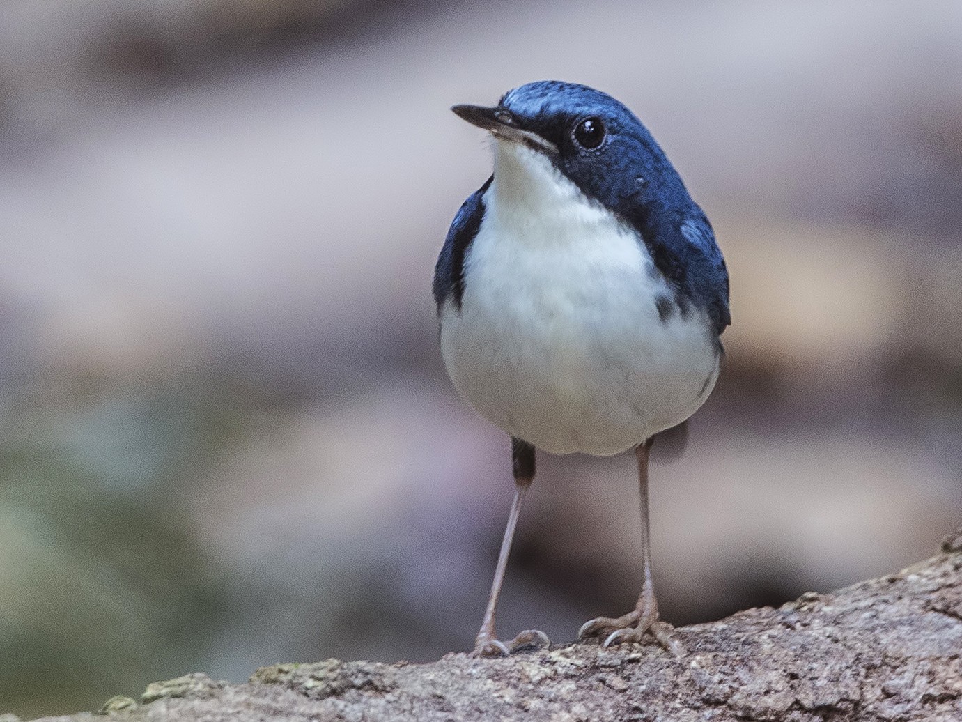 Siberian Blue Robin - H. Çağlar Güngör