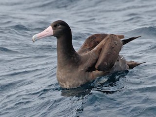 (仮)Albatrus – Albatrus LP Short-tailed Albatross (Phoebastris albatrus) - STAL