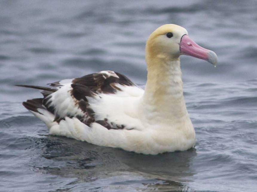 Short-tailed Albatross - Doug Hitchcox