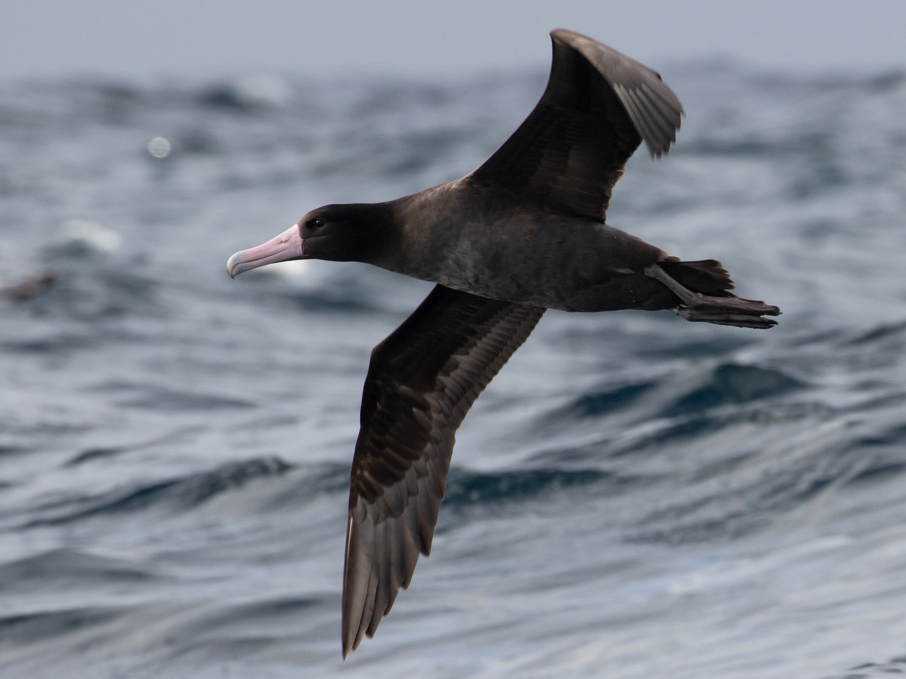 Short-tailed Albatross - Audrey Addison