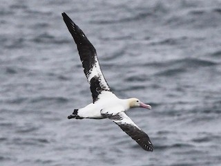 Short-tailed Albatross - eBird