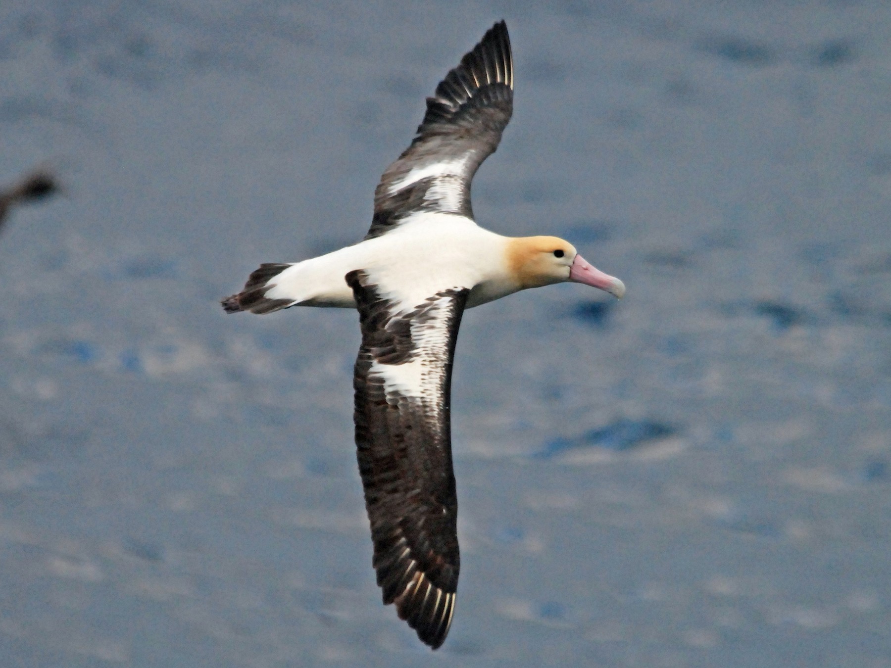 Short-tailed Albatross - Nigel Voaden