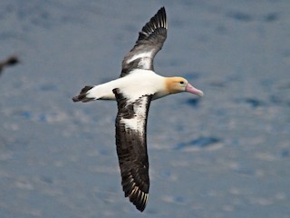  - Short-tailed Albatross