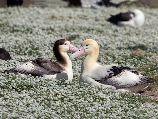 アホウドリ FW アルバトロス(アホウドリ) | HANSA