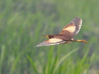  - Schrenck's Bittern