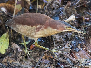  - Schrenck's Bittern