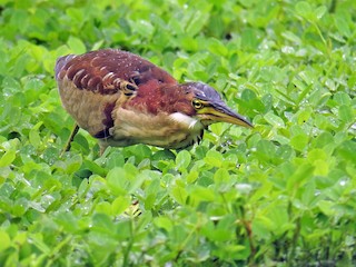  - Schrenck's Bittern