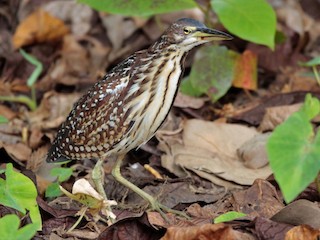  - Schrenck's Bittern