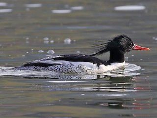  - Scaly-sided Merganser