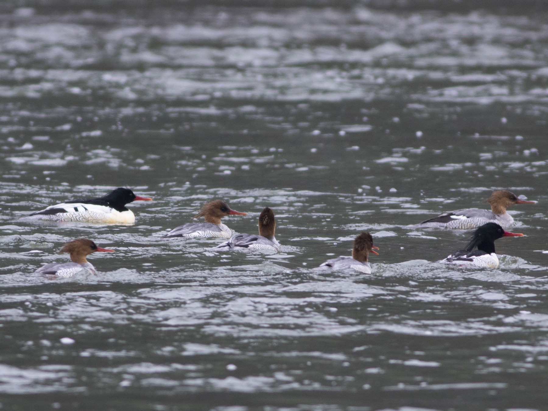 Scaly-sided Merganser - Wenjia Chen