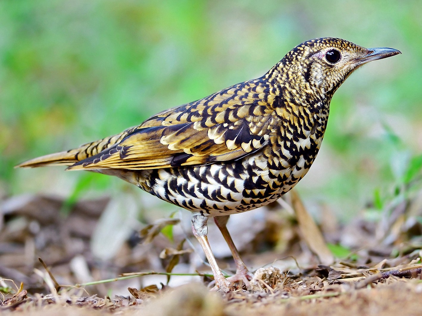 Рыжебрюхий дрозд. Дрозд - Thrush. Пестрый Земляной Дрозд. Дрозд пятнистый. Пестрый Дрозд самка.