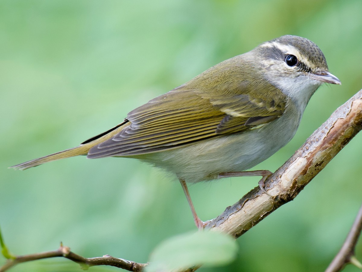 Sakhalin Leaf Warbler - Phylloscopus borealoides - Birds of the World