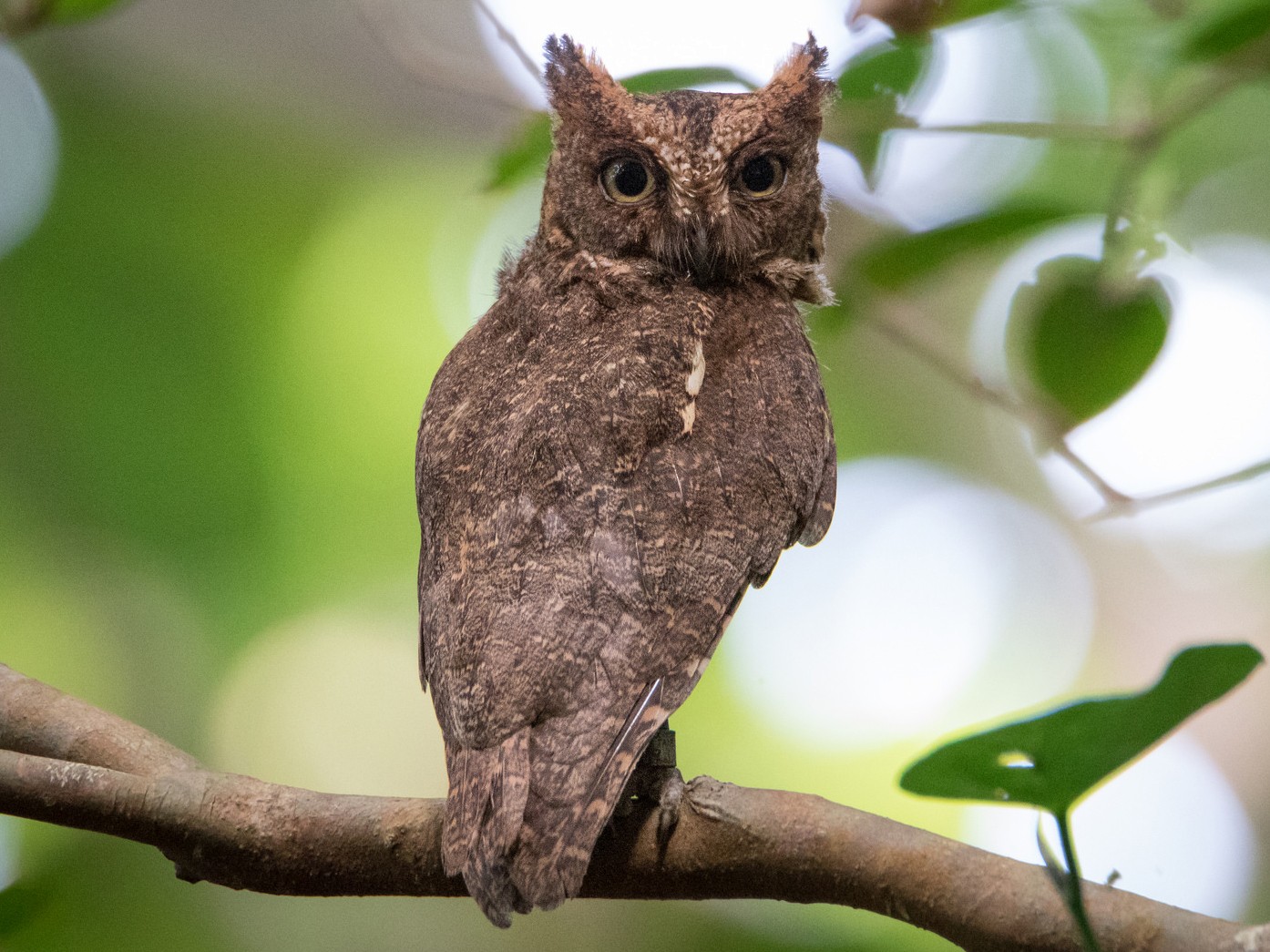 リュウキュウコノハズク Ebird