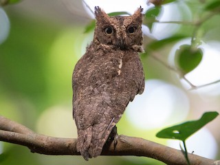  - Ryukyu Scops-Owl