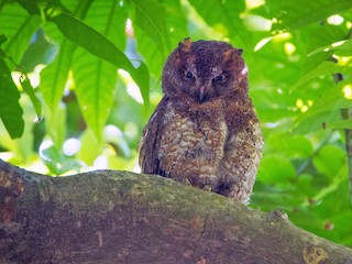 リュウキュウコノハズク - eBird