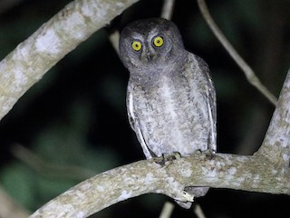 リュウキュウコノハズク - eBird