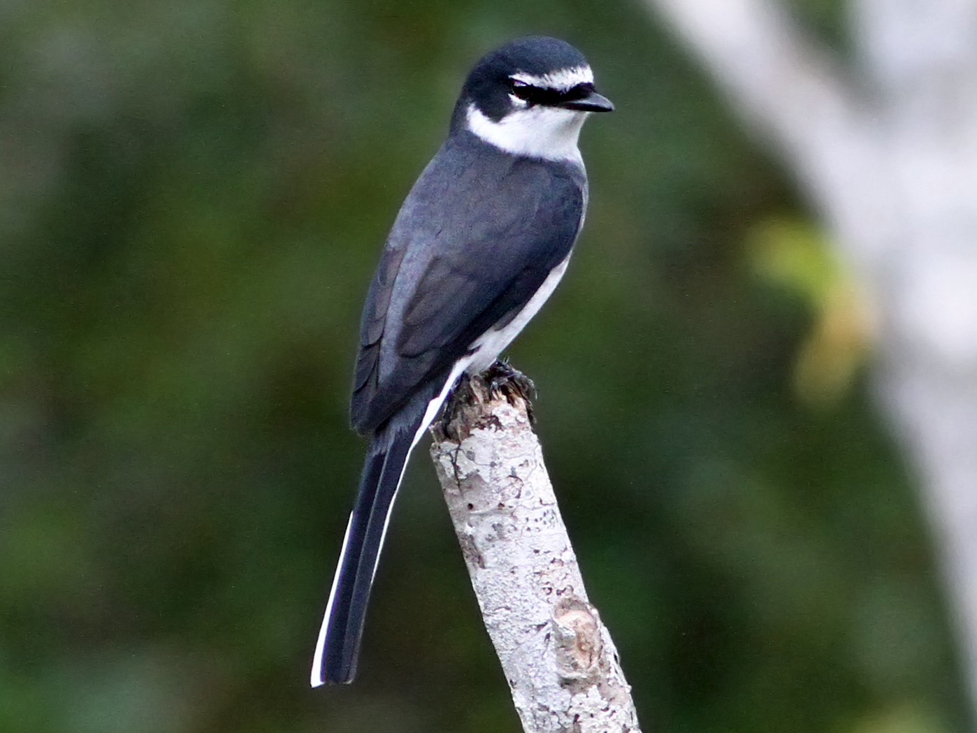 Ryukyu Minivet - Andrew Spencer