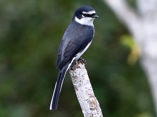  - Ryukyu Minivet