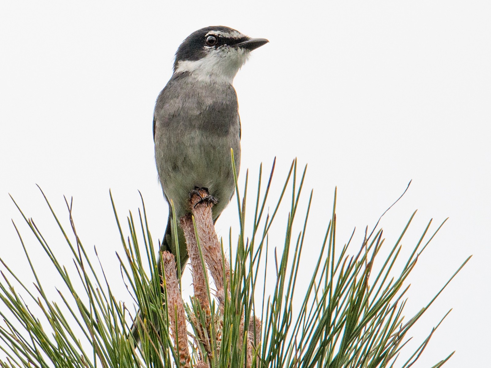 琉球山椒鳥 Ebird