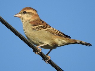  - Russet Sparrow