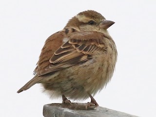  - Russet Sparrow