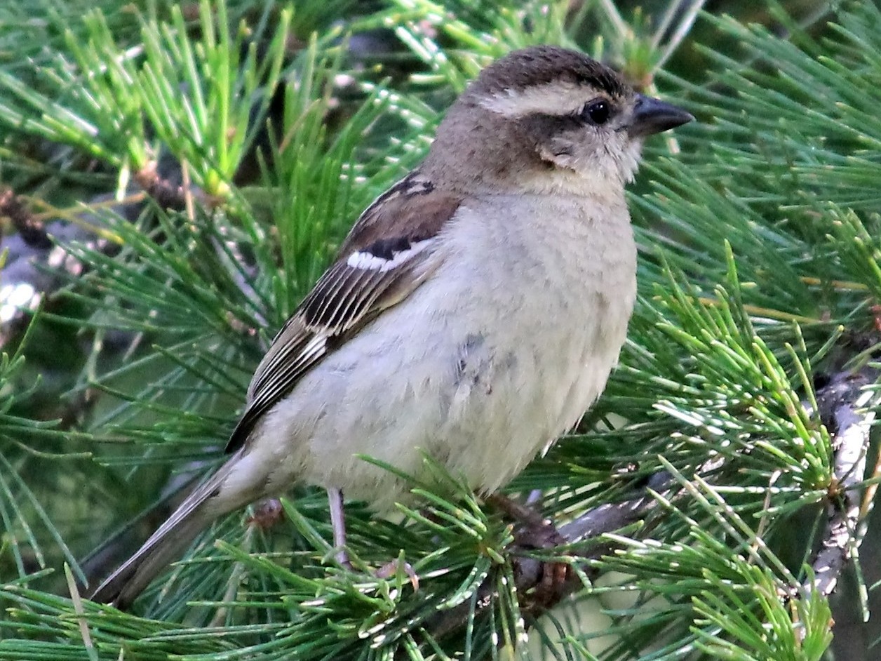 山麻雀 Ebird