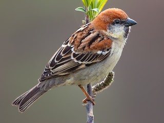  - Russet Sparrow