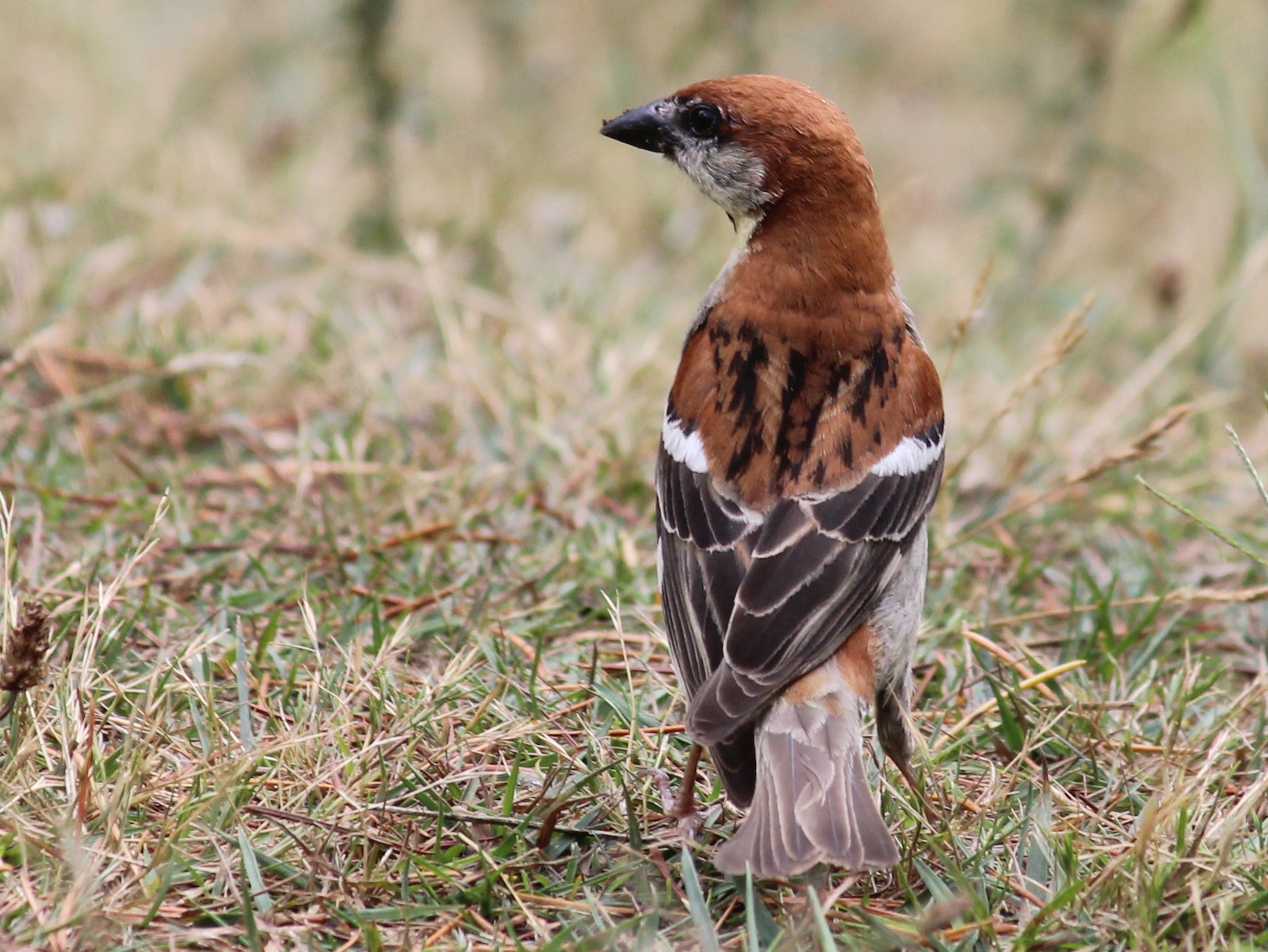 Russet Sparrow - eBird