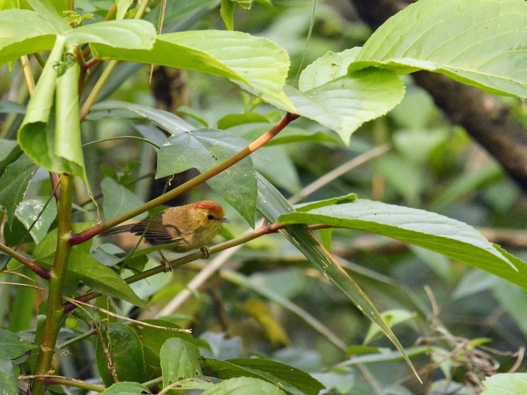 Rufous-capped Babbler - eBird