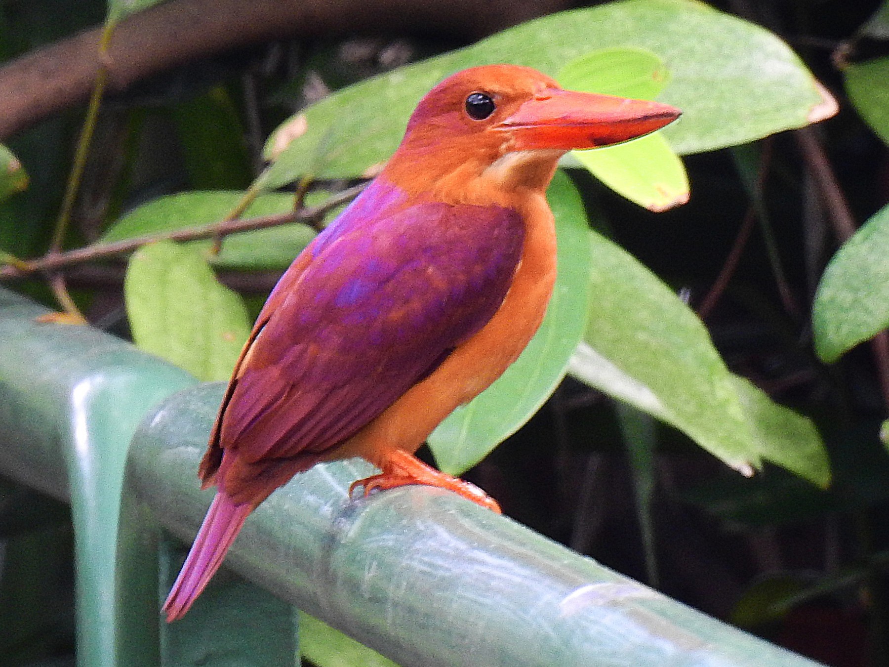 Ruddy Kingfisher - eBird